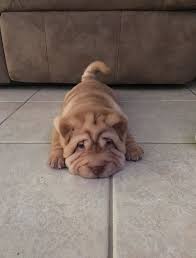 Though less charming, they are. 150 Best Chinese Shar Pei Dog Names The Paws