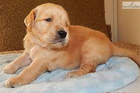 We did not find results for: On Hold For Diane In Northeast Indiana Golden Retriever Golden Retriever Corgi Golden Retriever Puppy