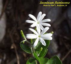 Image result for Jasminum fluminense