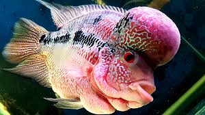 Di antara berbagai ikan hias, ikan louhan termasuk salah satu ikan hias yang memiliki banyak peminat. Flowerhorn Ikan Hybrid Manja Cantik Berbunga Bentuk Kepala Unik Mudah Dipelihara Orangmuo My