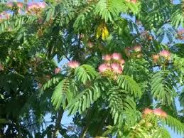 Image result for Albizia petersiana