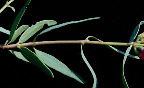 Image result for Tapinanthus oleifolius