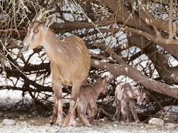 Tuf umplut la muzeul de istorie naturală al ministerului patrimoniului și culturii naționale din. 100th Arabian Tahr And Twin Tahrs Welcomed In Al Ain Environment Gulf News
