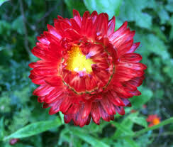 Image result for Helichrysum brassii