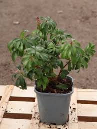 Image result for Pieris japonský bonfire obrázek