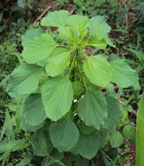 Image result for Acalypha manniana