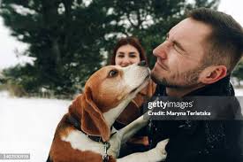 44,101 Hound Dog Breed Stock Photos, High-Res Pictures, and Images