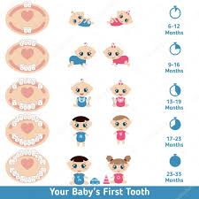 Baby Teething Chart Stock Vector Ninamunha 104241498