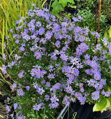 Image result for Aster