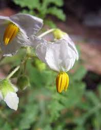 Image result for Solanum sisymbriifolium
