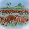 Leer online la vaca flaca autor del libro por con copia clara en formato pdf epub kindle. 1