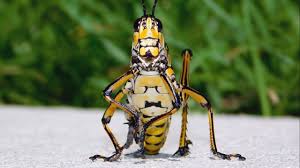 They are found in the southern states and as far north. Eastern Lubber Grasshopper Up Close Mississippi Wildlife Youtube