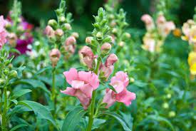 Das große löwenmäulchen (antirrhinum majus) ist die bekannteste art aus der gattung der löwenmäuler (antirrhinum), welche ehemals der familie der braunwurzen (scrophulariaceae) zugeordnet wurde, heute aber zu den wegerichgewächsen (plantaginaceae) gehört.es stammt aus den eher trockenen mittelmeerzonen und wächst dort wild in felsspalten und mauern. Lowenmaulchen Antirrhinum Gartenzauber