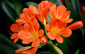 Check spelling or type a new query. How To Care For The Clivia Plant Miss Chen Garden Manage Gfinger Is The Best Garden Manage App