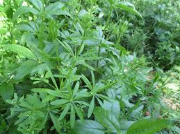 Image result for Pavetta stenosepala