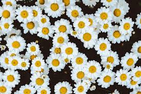 Unknown 3 septembre 2019 à 23 39. Bed Of Daisies Photo Free Flower Image On Unsplash Fond D Ecran Ordinateur Fond D Ecran Telephone Fond D Ecran Macbook