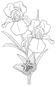 Iris 27s N 27butterfly Bearywishes Blogspot Com Jpg 1 038 1 600 Pixels Iris Drawing Flower Drawing Flower Coloring Pages