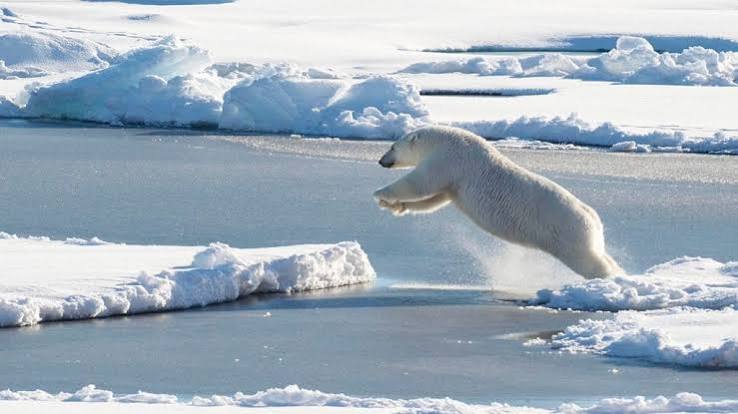 Polar life | Woods Hole Oceanographic Institution
