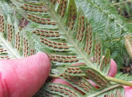 Image result for Blechnaceae