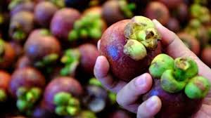 Manfaat buah manggis sangat fenomenal dan sampai saat ini ia di sebut ratu buah karena khasiatnya yang memang superrrr sekali. Manggis Sukabumi Mendunia Jokowi Buah Lokal Lebih Bervitamin