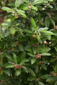 Image result for Ardisia buesgenii