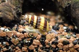 Questionmy moss ball is pearling (i.redd.it). Assassin Snail Definitive Guide To This Pest Controller Everything Fishkeeping