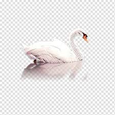 Snow Cartoon Goose Duck Feather Beak Swan Bird Transparent Background Png Clipart Hiclipart Cygnini bird cartoon animal illustration, cartoon swan transparent background png clipart. snow cartoon goose duck feather