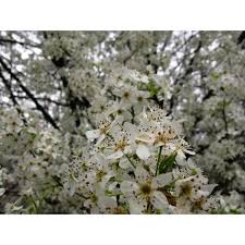 Grow your own flowering trees! Zrinovoztqeshm