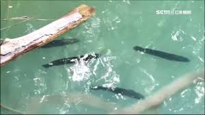 Jun 19, 2021 · 日月潭水位回升，當地居民發現水位上升後，潭中惡霸「魚虎」（小盾鱧）又開始橫行，且即將進入築巢、產卵季節，為阻止. è‹—æ —æ°´åº«é€¢æ—± é­šè™Ž æç¨±éœ¸åº«åº• Yahooå¥‡æ'©æ™‚å°šç¾Žå¦