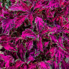 Image result for Coleus
