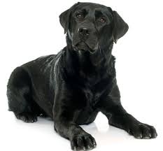 Wann ist ein labrador ausgewachsen? Labrador Schwarz Labrador Lucky