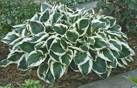 Hosta ' patriot ' has green leaves with a white margin and is a large hosta that has lavender flowers and grows in semi shade and full shade. Pin On Hostas I Have