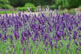 Lavendelzeit In Bella Istria Istrien Kroatien Www Istrien Pur Com Lavender Plant Drought Tolerant Plants Plants