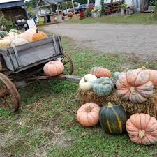 Check spelling or type a new query. Lendt 8217 S Pumpkin Patch Minnesota Grown