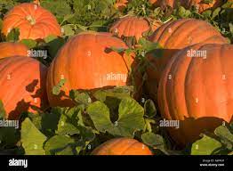 Big max hi-res stock photography and images - Alamy