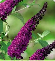 Image result for Komule střídavolisté