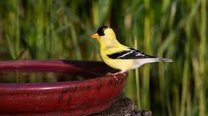 This decoration can also enhance the backyard look. How To Make A Birdbath Audubon