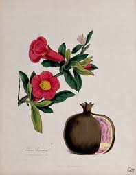 Image result for Punicaceae