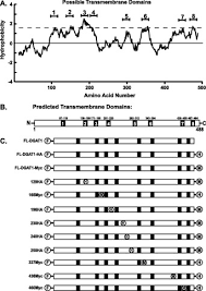 Maybe you would like to learn more about one of these? Topological Orientation Of Acyl Coa Diacylglycerol Acyltransferase 1 Dgat1 And Identification Of A Putative Active Site Histidine And The Role Of The N Terminus In Dimer Tetramer Formation Journal Of Biological Chemistry