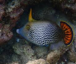 Image result for Faroa affinis