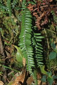 Image result for Grammitis cryptophlebia