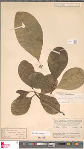 Image result for Aspilia mendoncae