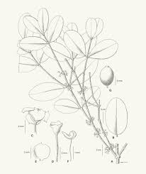 Image result for Lijndenia sp. cf barteri