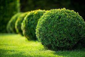 Another great bush to plant in your backyard is the boxwood. Best Shrubs For Colorado Colorado Springs Front Range Arborists
