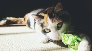 My 8 year old cat oscar grinds his teeth when eating. Why Cats Eat And Chew On Plastic