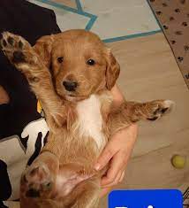 Goldendoodles are a combination of entirely different dog breeds. Getting My First F1b Goldendoodle Puppy Goldendoodles