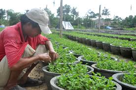 Kết quả hình ảnh cho trồng hoa