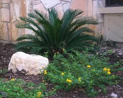 I chewed on it a little cuz it was yummy. Sago Palm Yellow Lantana Just Coming Out Drought Tolerant Landscape Side Yard Landscaping Sago Palm