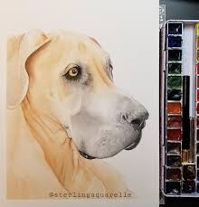 Custom pet portrait, pet memorial, pet gift, new pet gift, watercolor pet portrait, digitally mastered digital effect. Soft Dane Watercolor Pet Portrait Me Watercolor