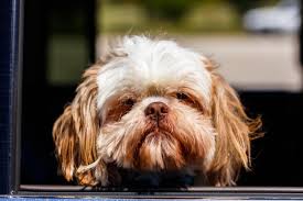 Our veterinarian prescribed oph optimmune ophthalmic ointment, but the results are mixed at best, and at $65 per small tube we find it financially difficult to keep up a daily application routine. Does Your Shih Tzu Have An Eye Infection How To Know Fix It